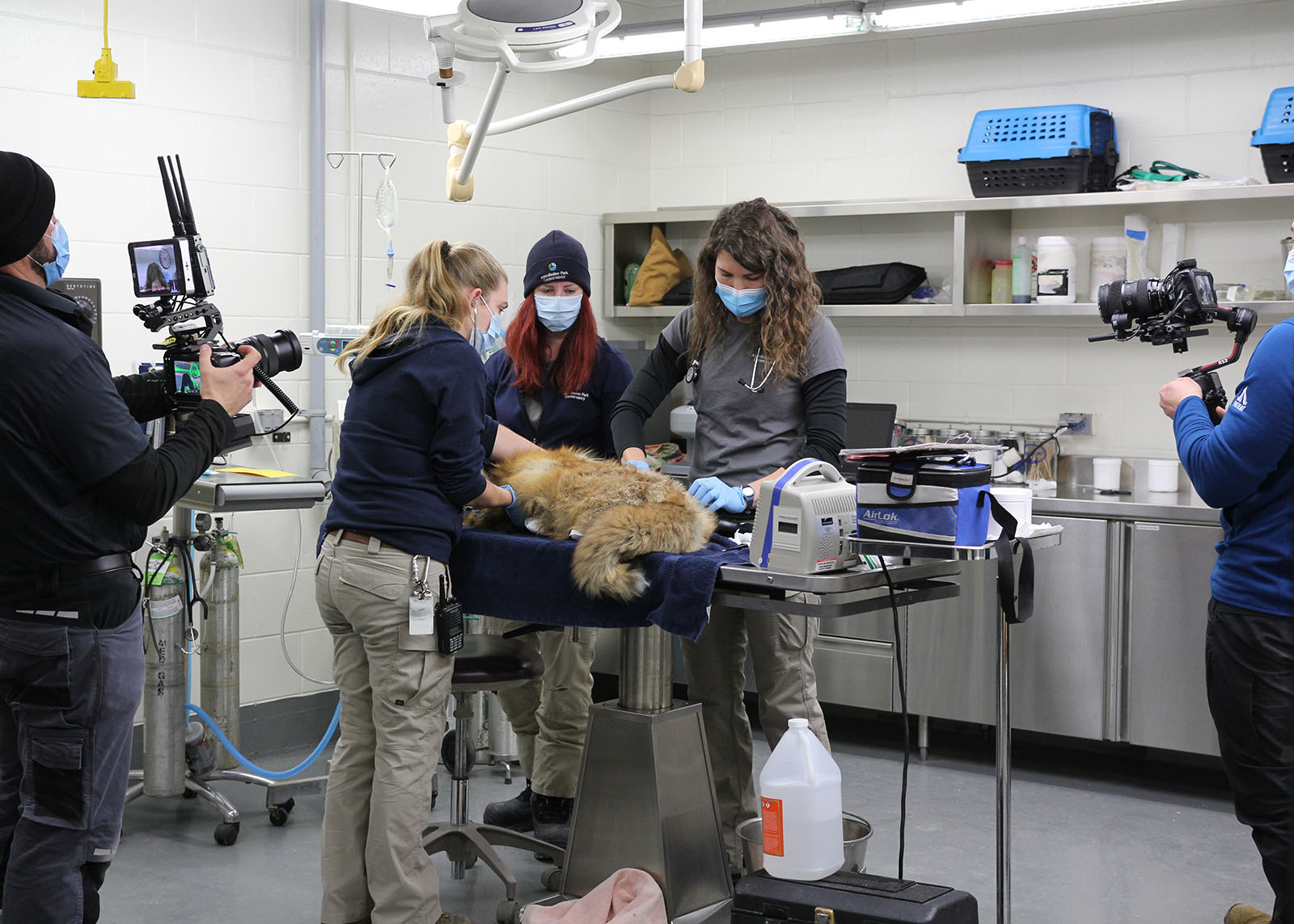 Vets performing procedure at animal hospital